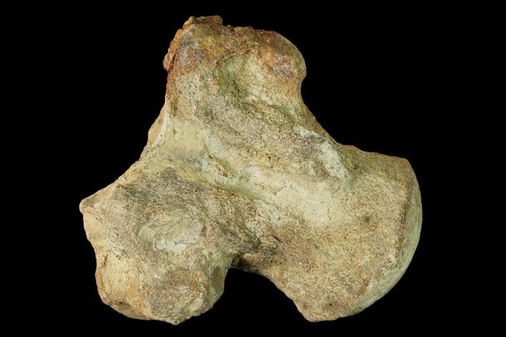 Fossil Mosasaur (Platecarpus) Vertebra - Kansas #136906
